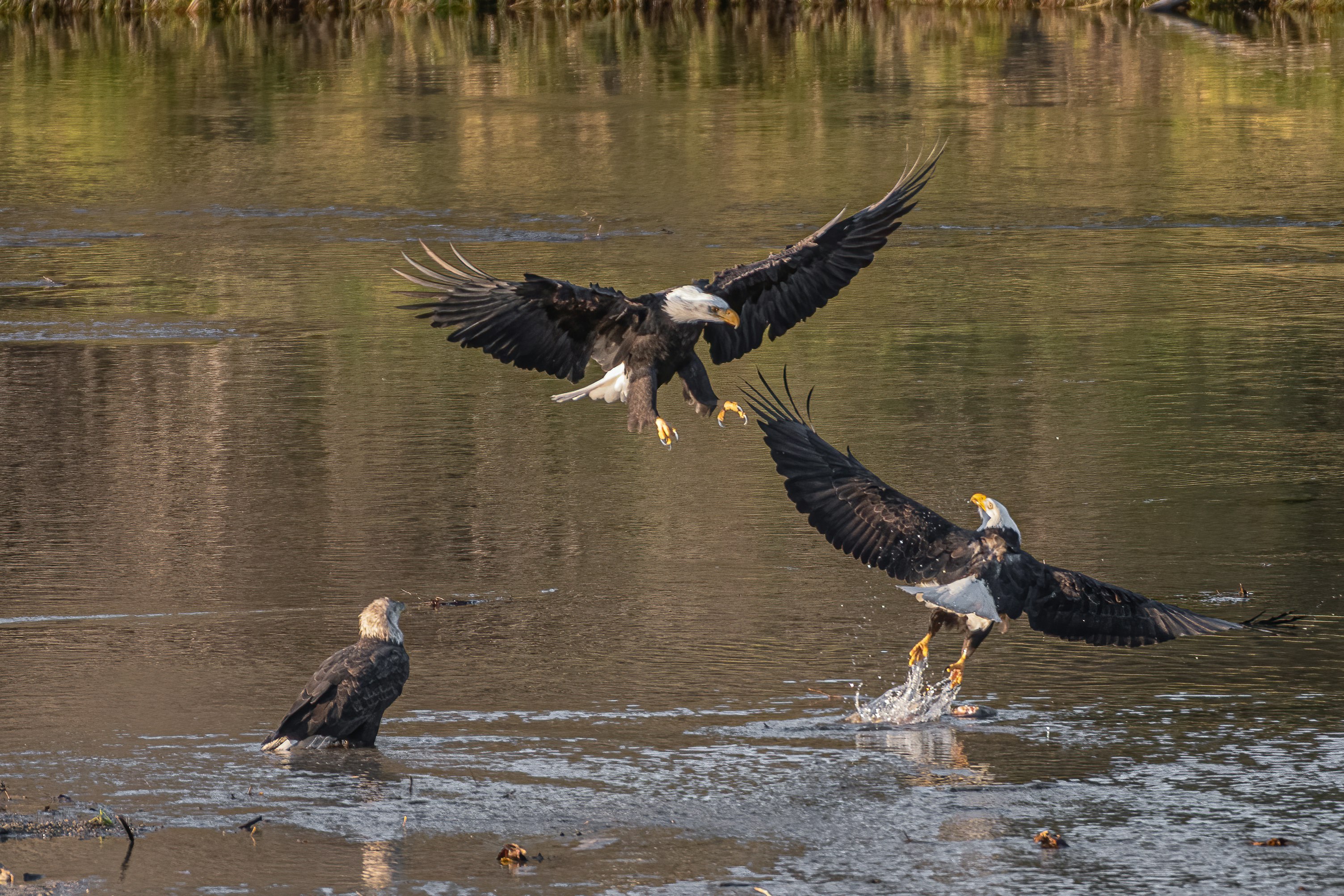 black and white eagle flying over body of water during daytime